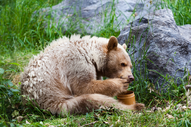 kermode (geest) beer eet honing - Foto, afbeelding