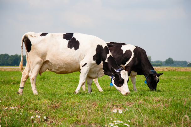 Dutch cows - Фото, изображение