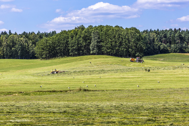 Suwalki Landscape Park, Polónia
.  - Foto, Imagem