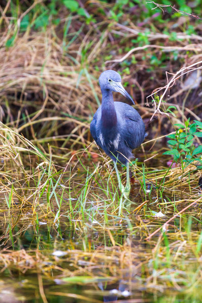 Fotografia małej czapli niebieskiej polowanie na ptaki żywności w Everglades - Zdjęcie, obraz