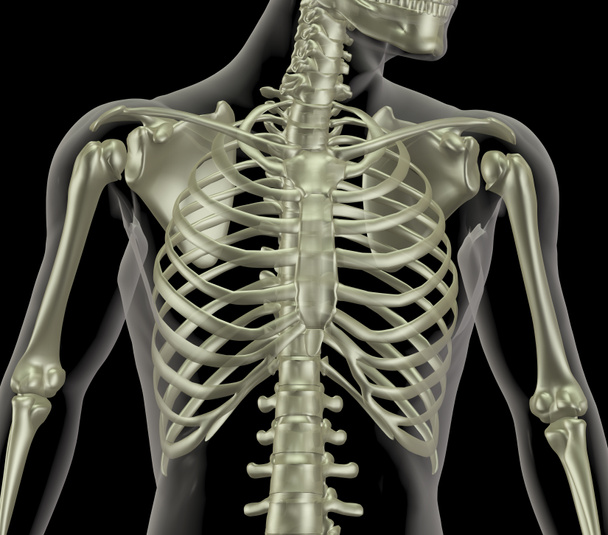 skelet weergegeven: Close-up van rib Cage ® - Foto, afbeelding