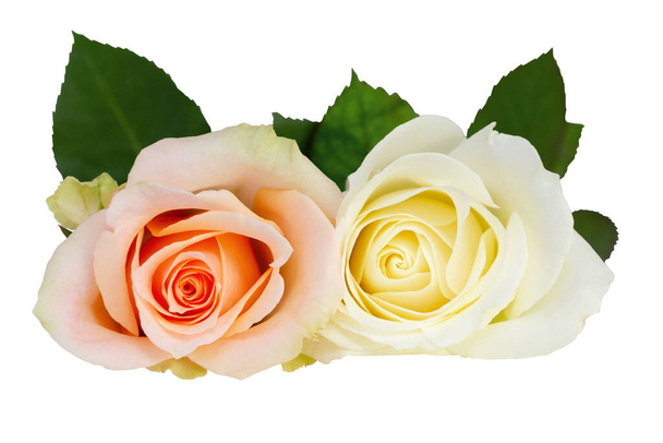 Two wonderful Roses (Rosaceae), white, off-white and orange. Isolated on white background, including clipping path and without shadow. Germany - Foto, immagini