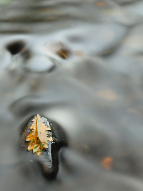 Broken old oak leaf on basalt stone in blurred water of mountain river, first autumn leaves. - Photo, Image