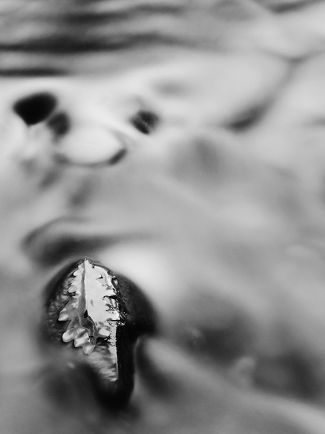 Broken old oak leaf on basalt stone in blurred water of mountain river, first autumn leaves. Black and white photo. - Photo, Image