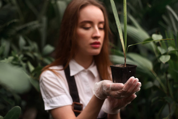 Female florist work with houseplant in pot at the greenhouse - Foto, Imagen