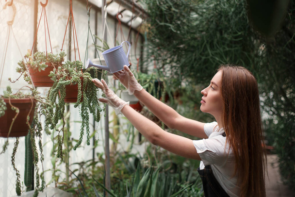 Female gardener watering plant in a pot from a watering can in greenhouse. - Fotoğraf, Görsel