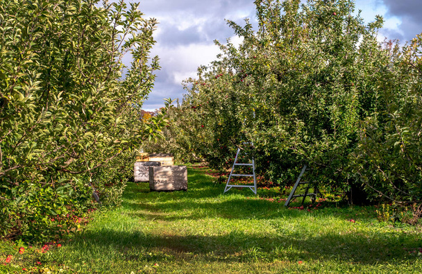 Bu kalabalık Michigan elma bahçesinde elma toplama modunda. - Fotoğraf, Görsel