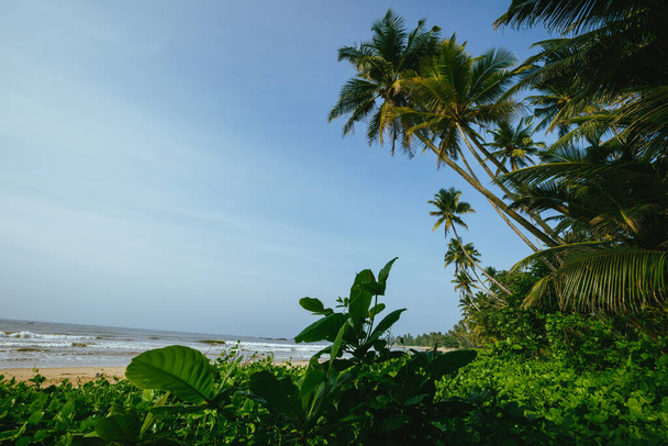 Coconut trees at seaside the morning,Sri lanka - Foto, Imagem