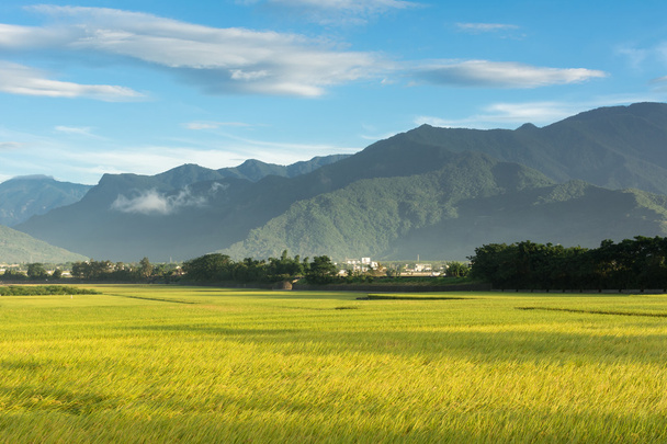 golden paddy rice farm - Foto, Bild