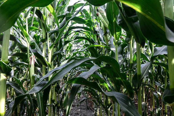 Maíz verde joven creciendo en el campo, fondo. Textura de plantas jóvenes de maíz, fondo verde. - Foto, imagen