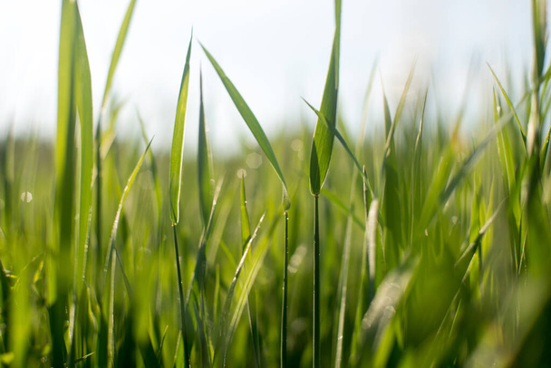 Green grass outdoors close up view - Photo, Image