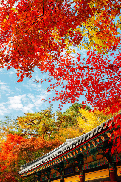 Templo Bulguksa con hojas de otoño en Gyeongju, Corea - Foto, imagen