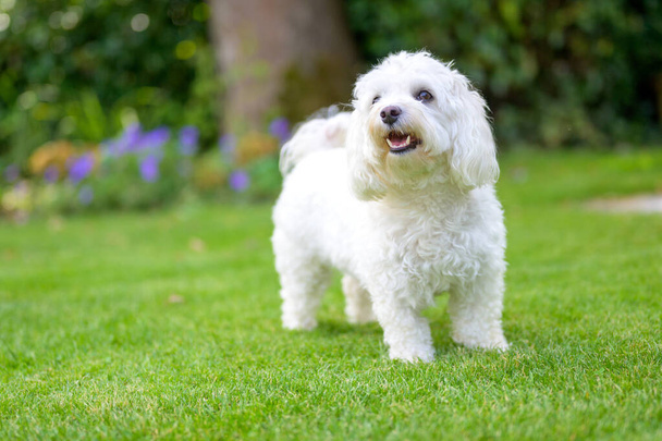 Mignonne alerte petit chien Havanais blanc debout sur l'herbe verte dans une vue à angle bas à l'extérieur dans le jardin avec copyspace - Photo, image