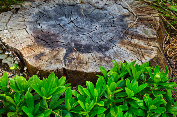 A closeup shot of a tree stump surrounded with greenery in the forest - Foto, imagen