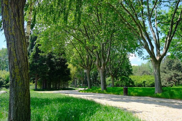 Брудний шлях і стежка в громадському парку Бурса з вуличними ліхтарями і зеленою травою  - Фото, зображення