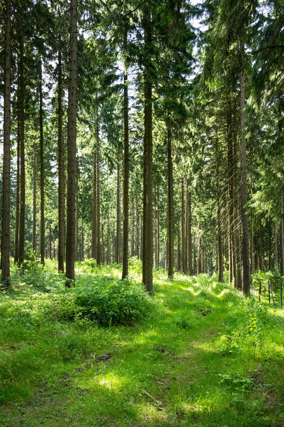 Хвойний ліс влітку
 - Фото, зображення