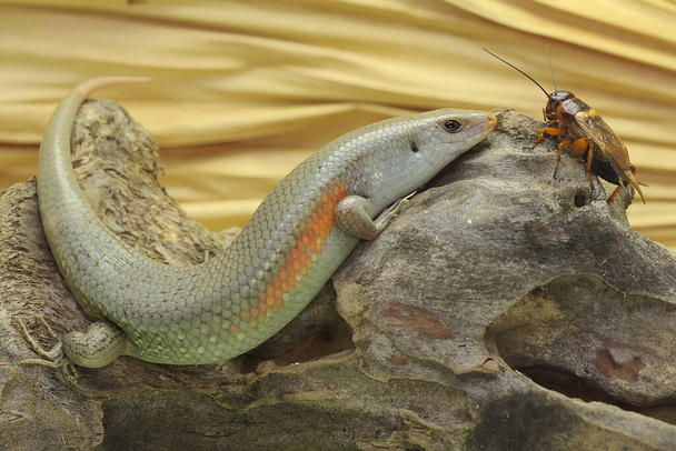 A common sun skink adult is sunbathing before starting his daily activities. This reptile has the scientific name Mabouya multifasciata.  - Photo, Image