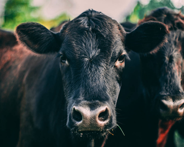 A closeup shot of a black cow looking at the camera - Foto, afbeelding