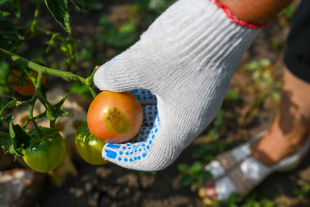 Gorąca zgnilizna pomidorów. Pomidory kwitną i gniją na dnie.Rolnik sprawdza pomidory w ogrodzie. Ręce farmera. Rolnictwo, ogrodnictwo, uprawy warzyw. Zbliżenie. - Zdjęcie, obraz