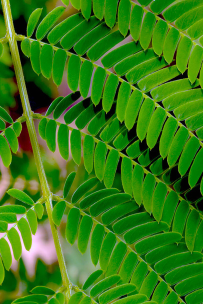 Jonge groene tak van een tropische plant, verticale foto - Foto, afbeelding