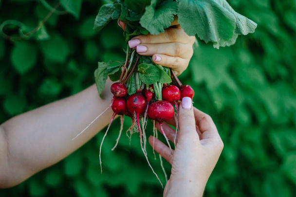 A bunch of fresh bright red radishes in women's hands. Your fresh first radish harvest.copy space. selective focus - Foto, Imagen