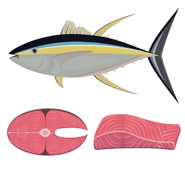 Tuna fish in section, color vector isolated illustration - Vecteur, image