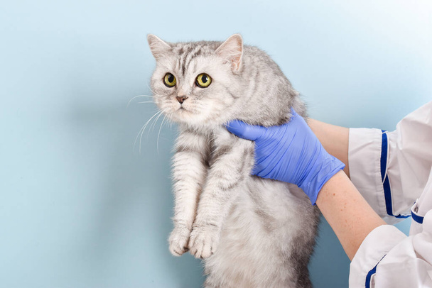 A striped gray big cat in the hands of a veterinarian on a light blue background. - Foto, Bild