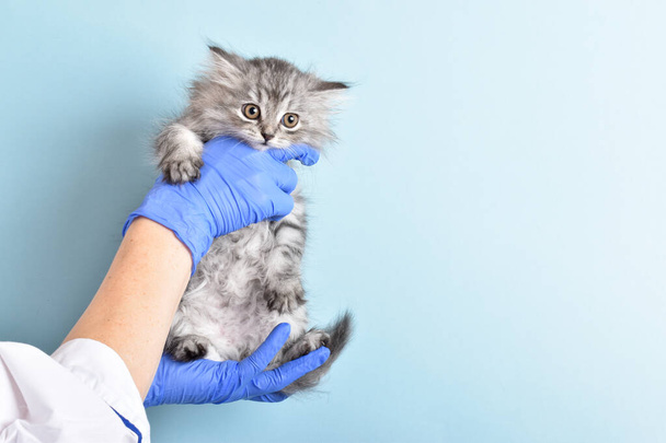 In the clinic, a pet is examined by a doctor. - Foto, imagen