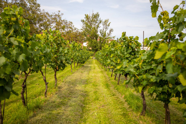 Winnice winne. Młode krzewy winorośli plantacji w Pradze, Republika Czeska  - Zdjęcie, obraz