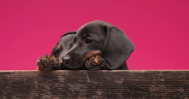 due bellissimi cani teckel si leccano le zampe e si coccolano su sfondo rosa - Filmati, video