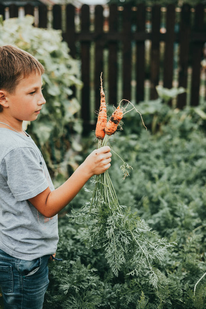 Lapsi poimii porkkanoita puutarhassa. Likaisia porkkanoita lapsen kädessä puutarhan taustalla. Käsitys sadosta, maataloudesta, puutarhanhoidosta, vihannesten viljelystä ja terveellisestä ruoasta. - Valokuva, kuva