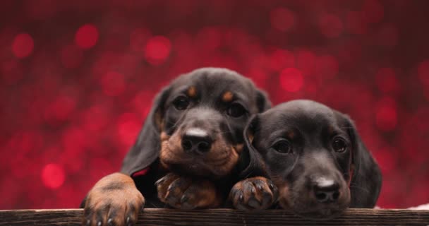 İki sevimli tekel köpeği başlarını patilerinin üzerinde dinlendirip, kırmızı arka plana bakmak için sarılıyorlar. - Video, Çekim