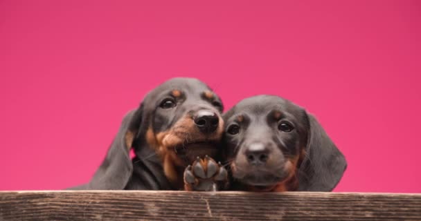zwei kleine Teckelhunde, die ihren Kopf mit einer Pfote nach oben auf Holz legen, Mund ablecken und kuscheln - Filmmaterial, Video