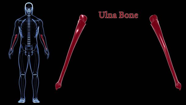 Emberi csontváz anatómia Ulna Bone 3D Renderelés orvosi koncepció - Fotó, kép