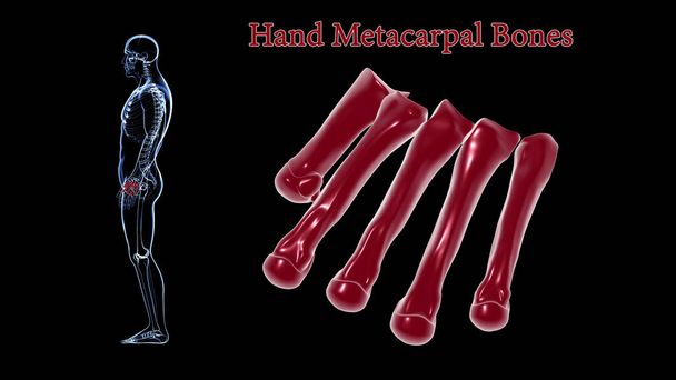 Human Skeleton Hand Matacarapls Bone Anatomy For Medical Concept 3D Illustration - Photo, Image