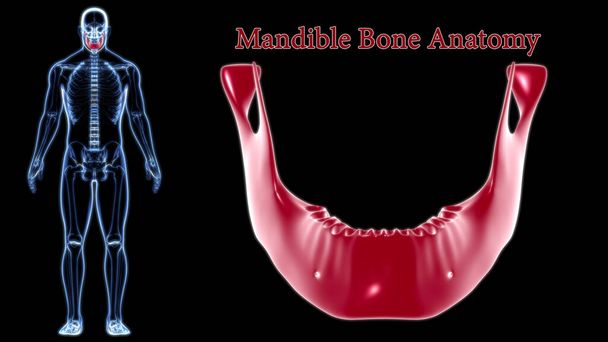 Emberi csontváz Koponya Állkapocs Csontanatómia Orvosi koncepció 3D Illusztráció - Fotó, kép