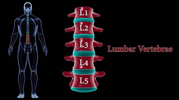 Colonna vertebrale scheletro umano Vertebre lombari Anatomia 3D Illustrazione - Foto, immagini