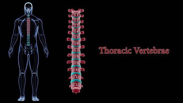 Columna vertebral esqueleto humano Vértebras torácicas Anatomía Ilustración 3D - Foto, imagen