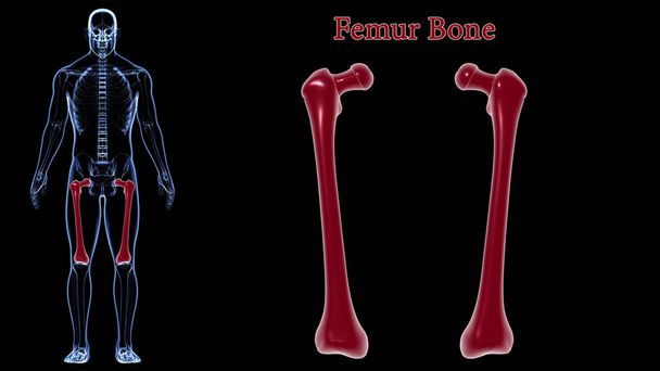 Anatomie squelettique humaine Rendu 3D d'os de fémur pour le concept médical - Photo, image