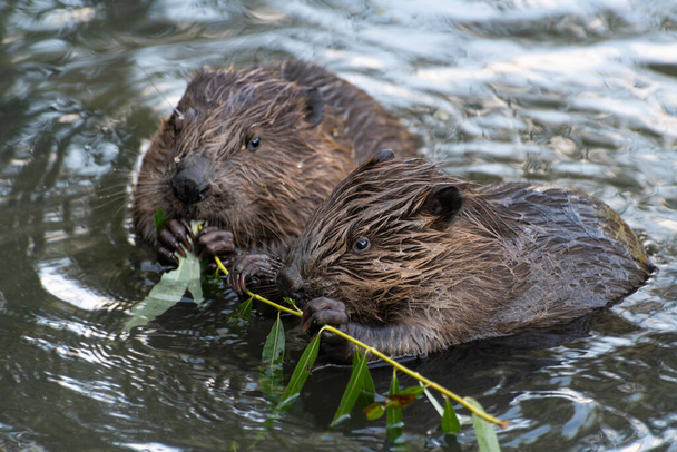Young beavers are eating a willow twig, Moscow, Russia - Photo, Image