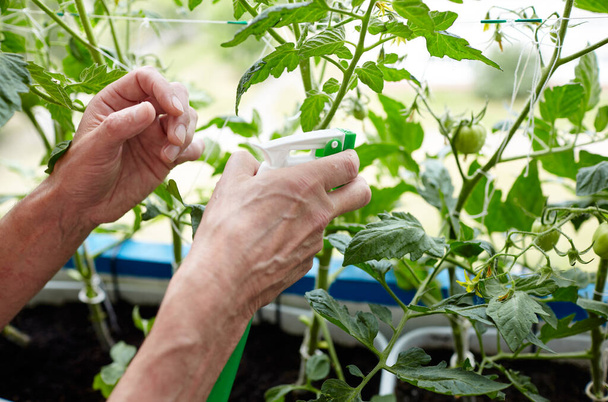 Old man gardening in home greenhouse. Men's hands hold spray bottle and watering the tomato plant - 写真・画像