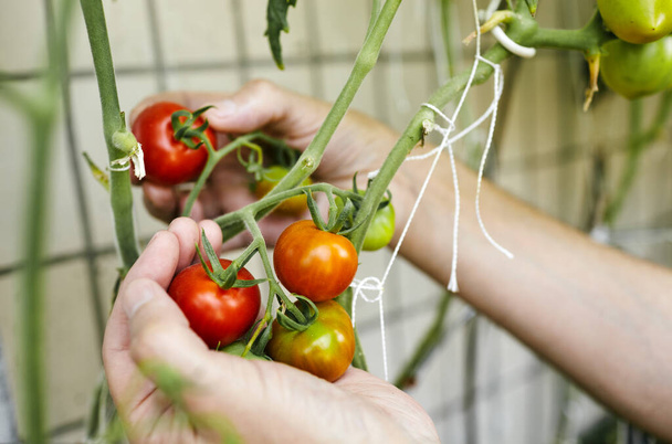 Men's hands harvesting fresh organic tomatoes in home garden on a sunny day. Farmer picking tomatoes - Foto, Imagen