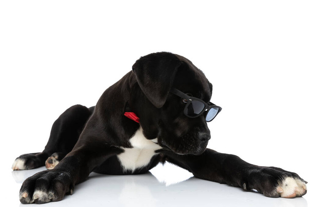 cool cane corso puppy laying down isolated on white background, wearing red bowtie, looking over glasses to side in studio - Φωτογραφία, εικόνα