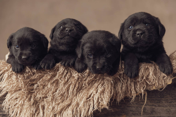 furry wooden box holding four labrador retriever puppies looking up and resting in a cozy place on beige background in studio - Photo, Image