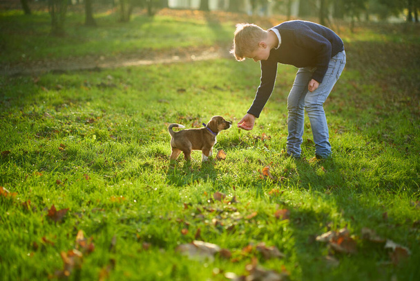 Boy walking with small dog in autumn forest. - Zdjęcie, obraz