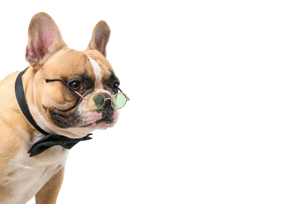 Tatlı Fransız bulldogu beyaz arka plan, evcil hayvanlar ve hayvan konseptine izole edilmiş papyon ve gözlük takıyor. - Fotoğraf, Görsel
