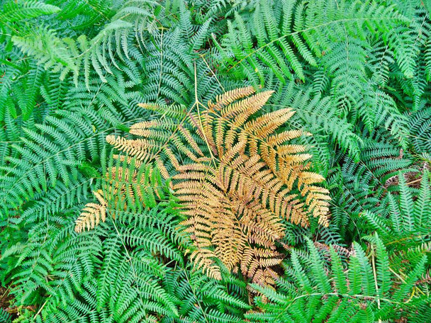 Close up of delicate, bright green ferns with yellow ones in centre. High quality photo - Photo, Image