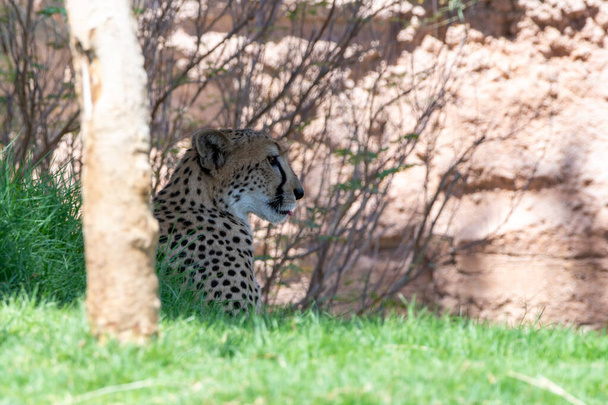 Cheetah (Acinonyx jubatus) close up hunting under a tree in the savannah grass on a safari in Africa. - Photo, Image