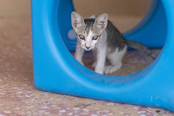 Sevimli kedi oyun alanından dışarı bakar (seçici odak) - Fotoğraf, Görsel