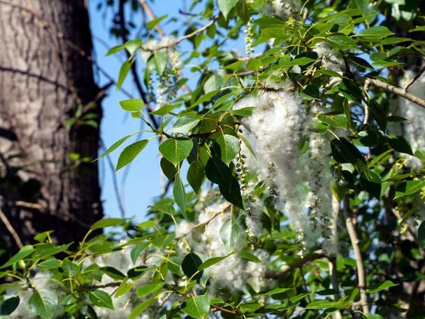 Populier twijgen met vers gebladerte en pluizig naar beneden met zaden tegen de achtergrond van een boomstam en de lucht. Lente natuurlijke achtergrond met bloeiende populier. - Foto, afbeelding